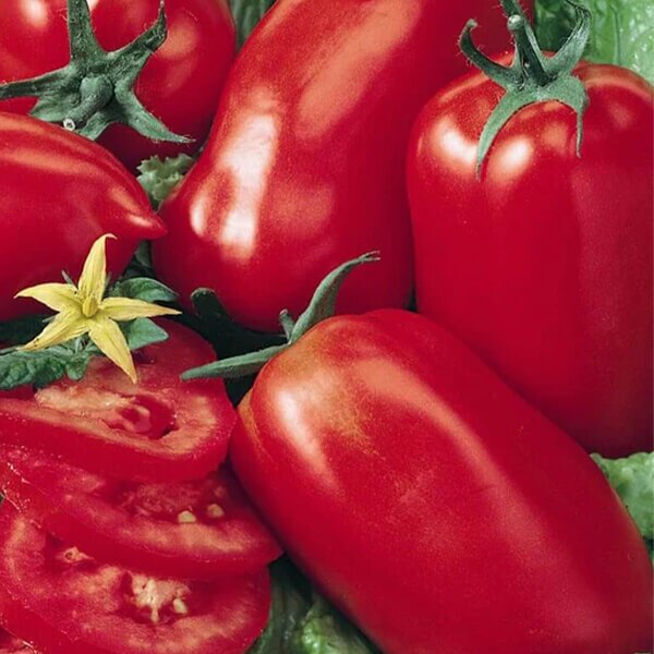 West Coast Seeds Roma Tomato